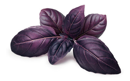 Albahaca morada puntas domo 30 piezas