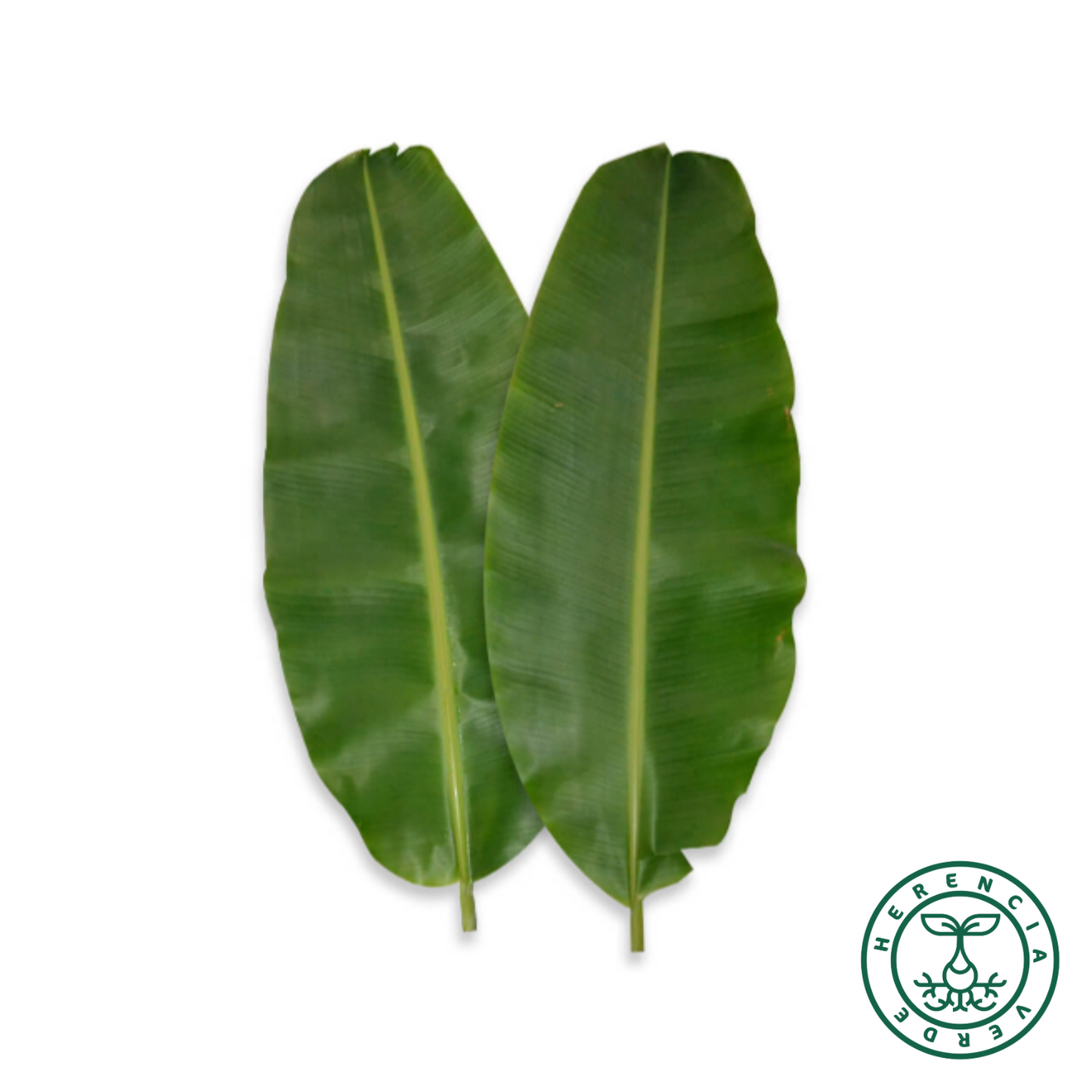 Hoja de platano paq