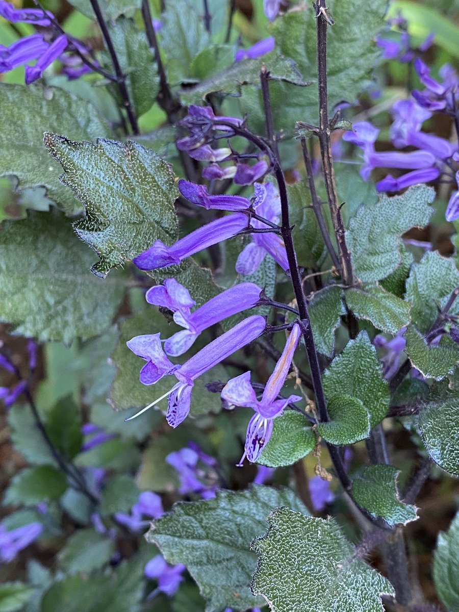 Flor de Monalisa pieza