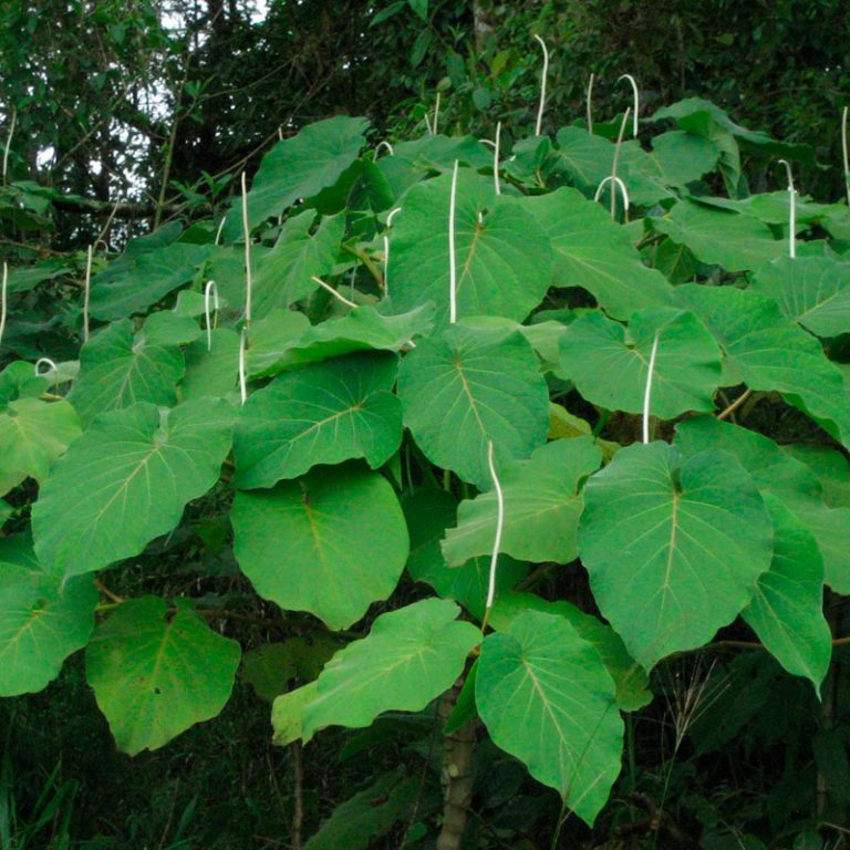Hoja Santa 10 Rollos de 350g