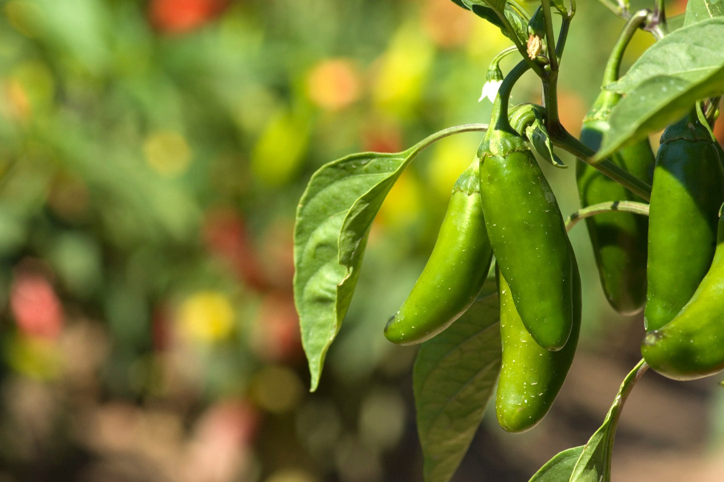 Chile Jalapeño Kg