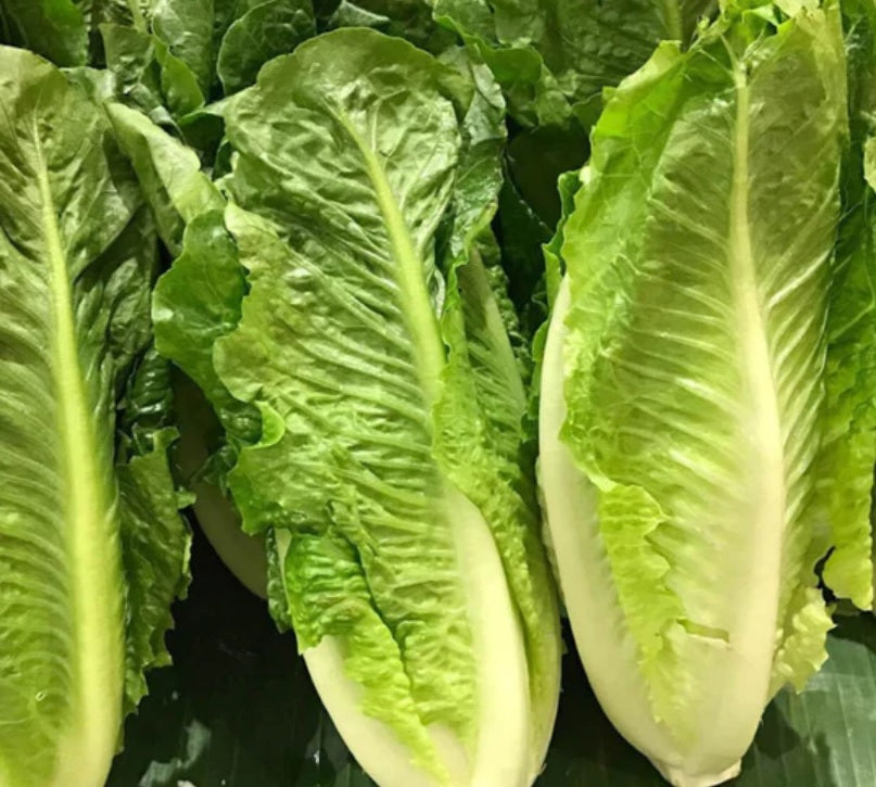 Lechuga Orejona Pza