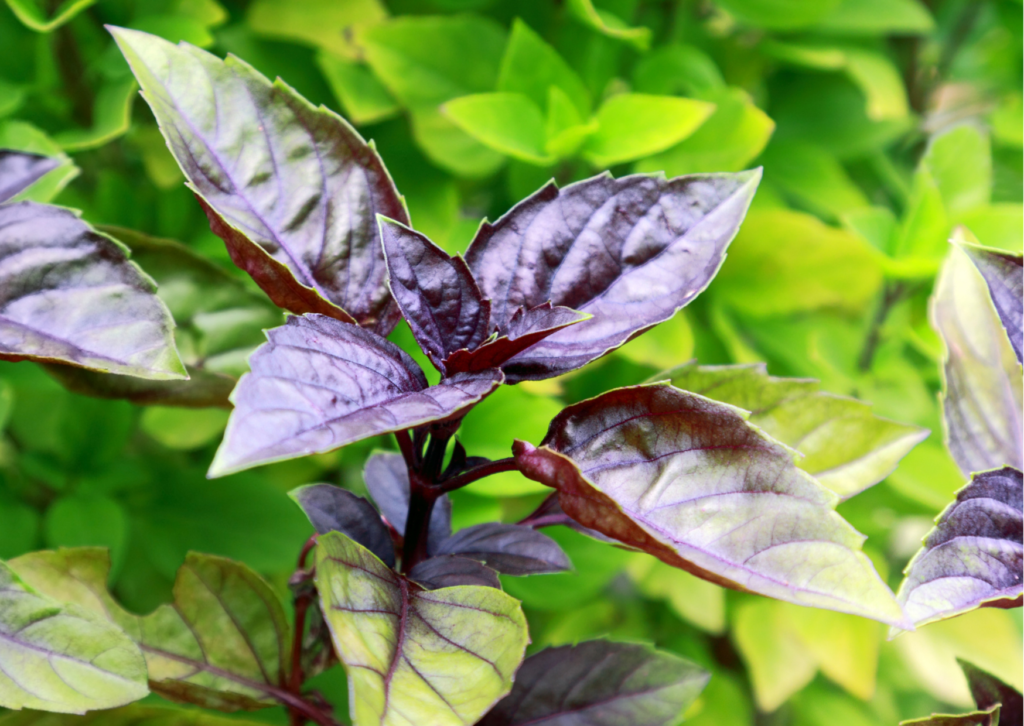 Albahaca morada hoja baby (3 cm - 5 cm) domo 25 piezas