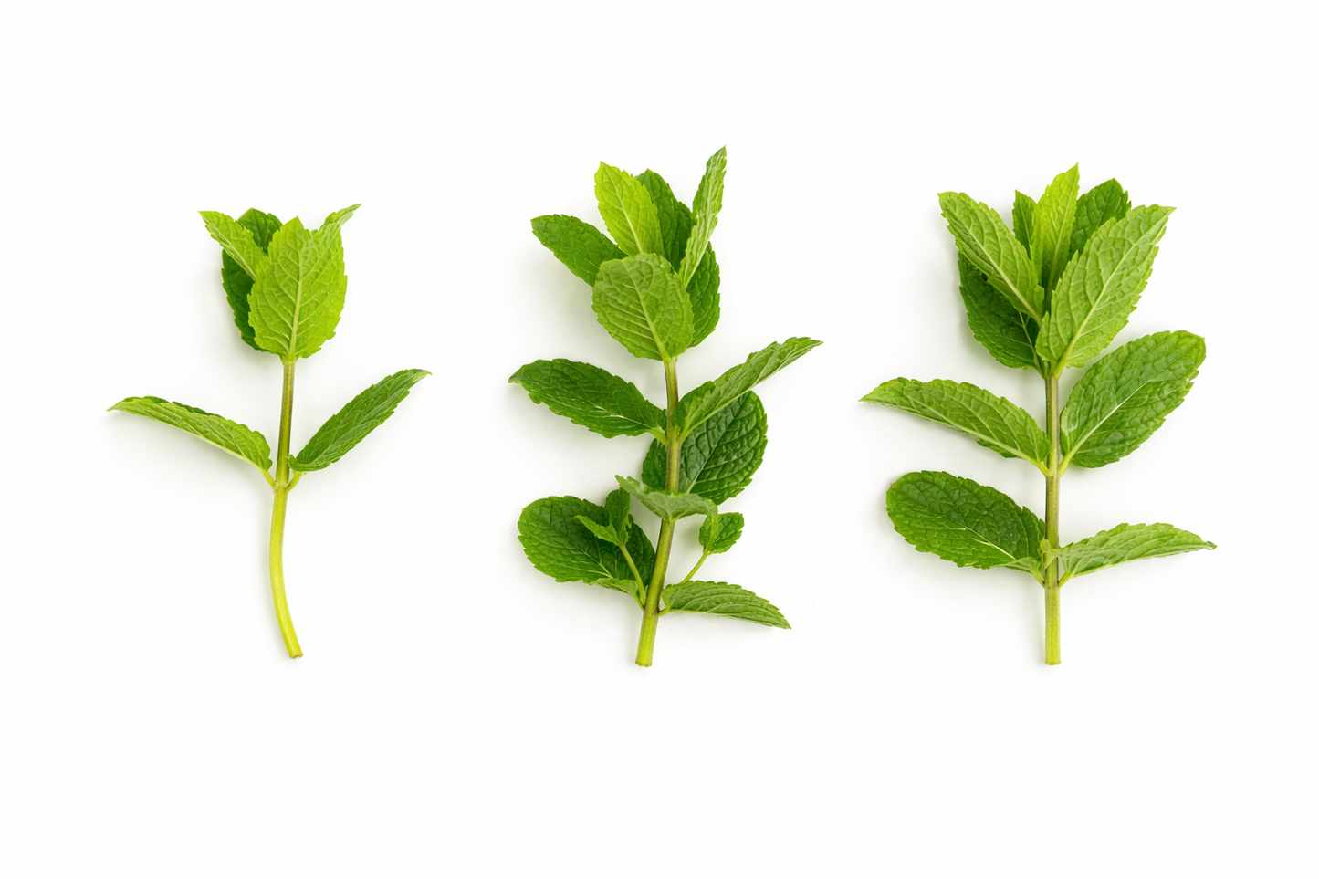 Puntas de menta (Sprigs) ( 10 cm aprox. cada punta) domo 100 g