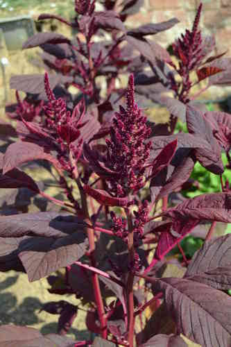 Hoja baby amaranto rojo (50 g)
