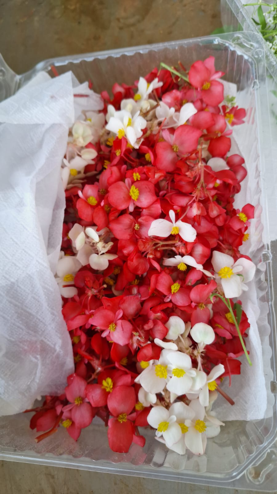 Flor de begonia domo 100 pzas