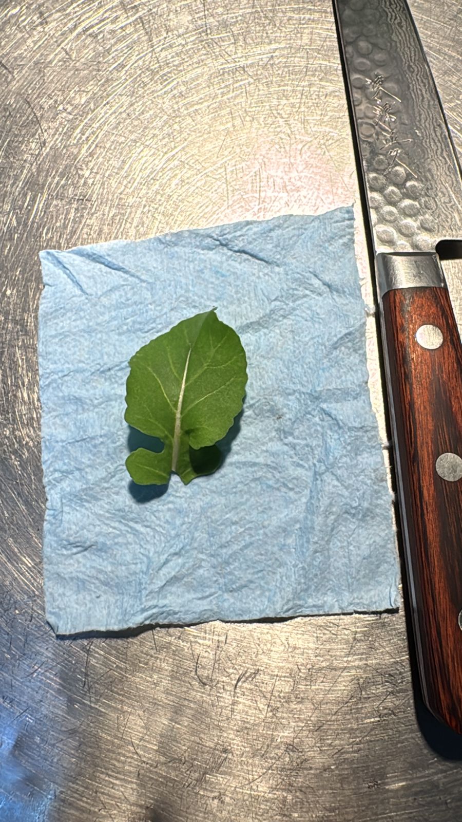 Hoja de rábano mediana (5 a 7 cm) domo 30 pzas