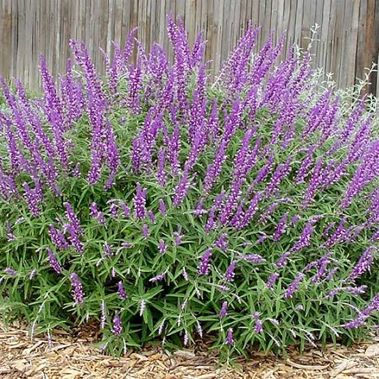 Salvia mexicana rollo 50 gr