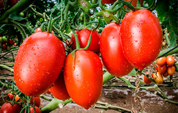 Tomate Saladett de primera calidad x kg