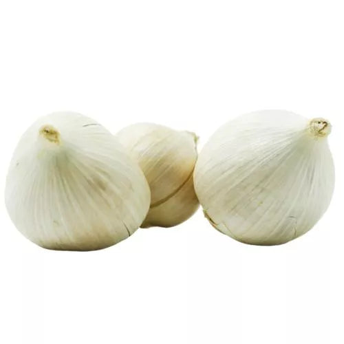 Ajo Macho Kg