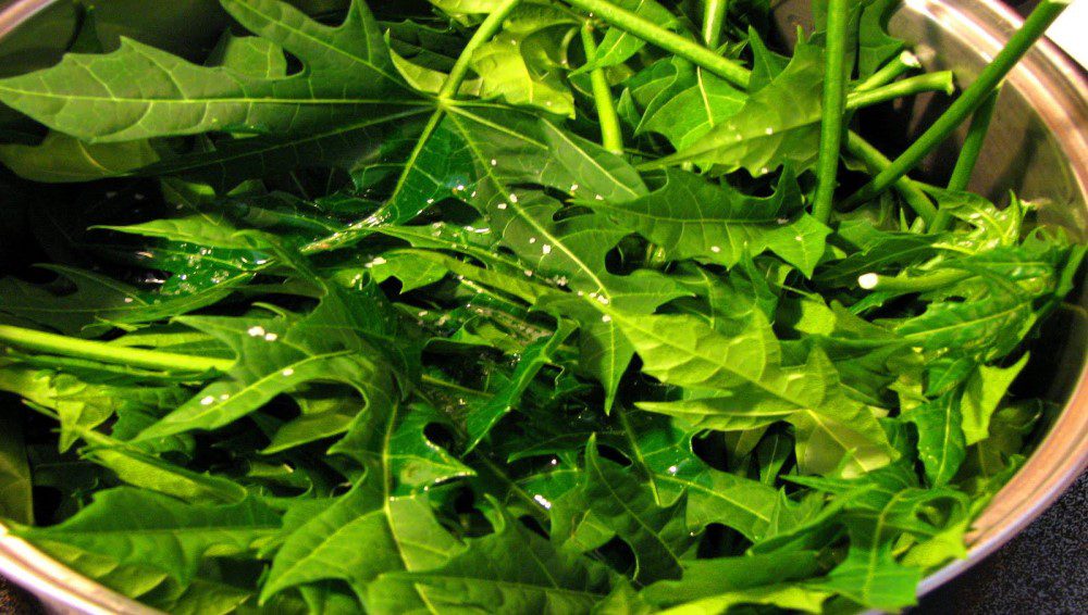 Chaya Fresca 500 g