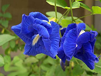 Flor de Clitoria Domo 20 pzas