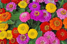 Flor de Zinnia Domo 15pz