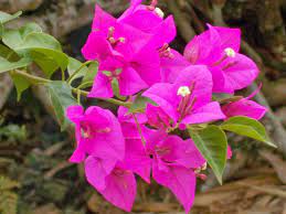 Flor de Bugambilia Domo 20 pzas