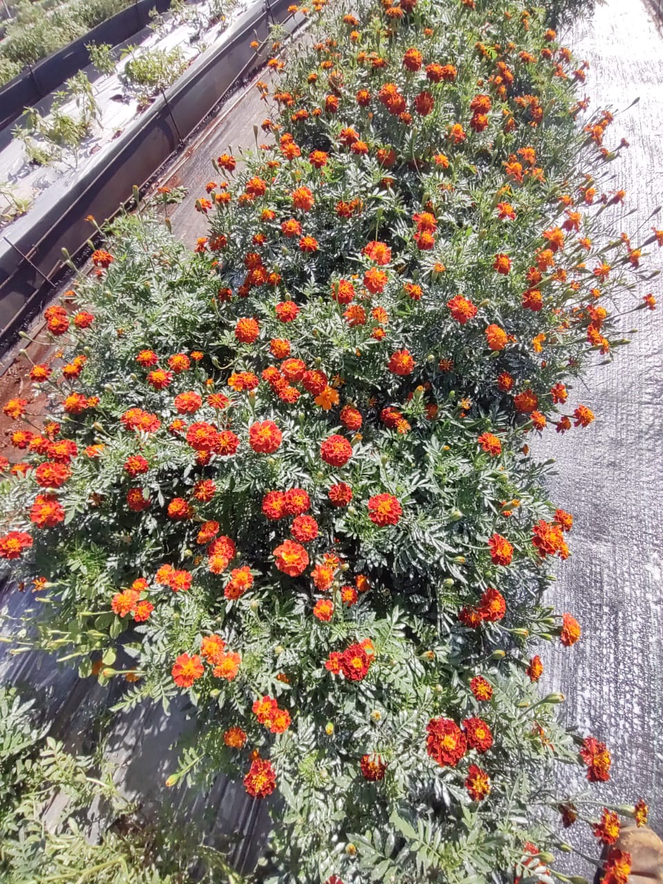 Flor de Marigold Domo 25 pzas