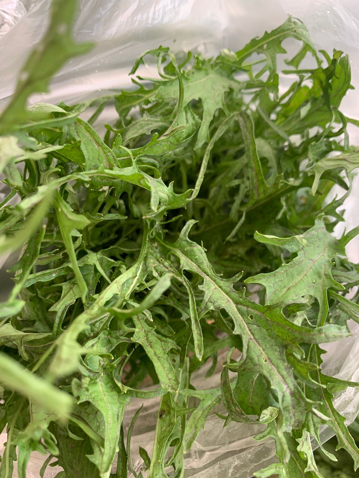 Mizuna morada hoja grande 100 g