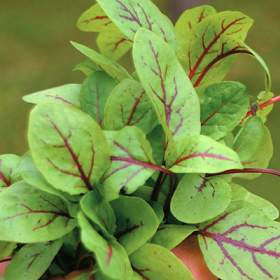 Hoja de Sorrel Baby Vena Roja (2-5 cm) domo 30pz