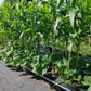 Elote baby Fresco o Xilote  paq 5 Kg
