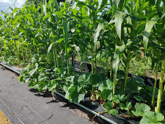 Elote baby Fresco o Xilote  paq 5 Kg