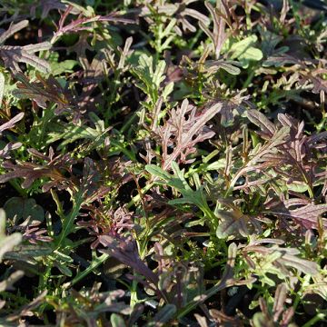 Mizuna frezze puntas morada hoja pequeña (8-12cm) domo 300 g