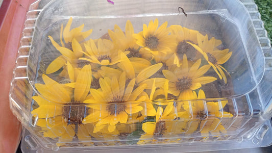 Flor girasol domo 10 piezas