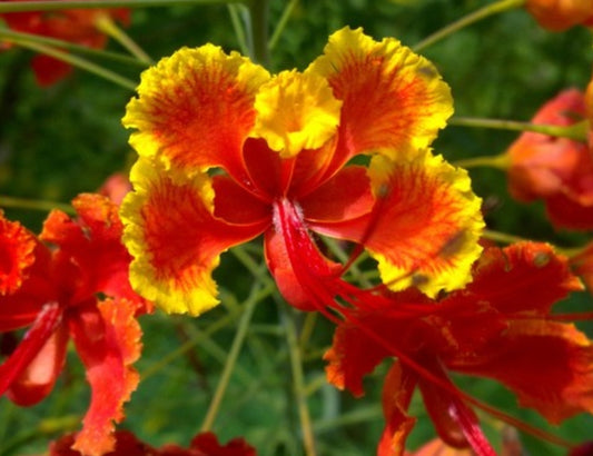 Flor de chacsinkín domo 20 pzas