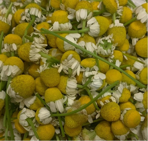 Flor de manzanilla domo 20 piezas