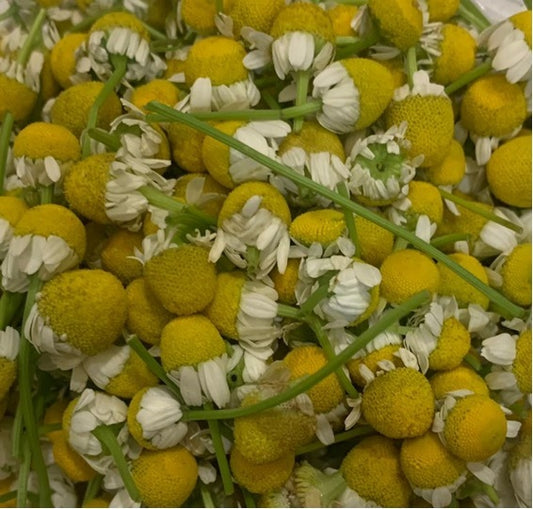 Flor de manzanilla domo 20 piezas