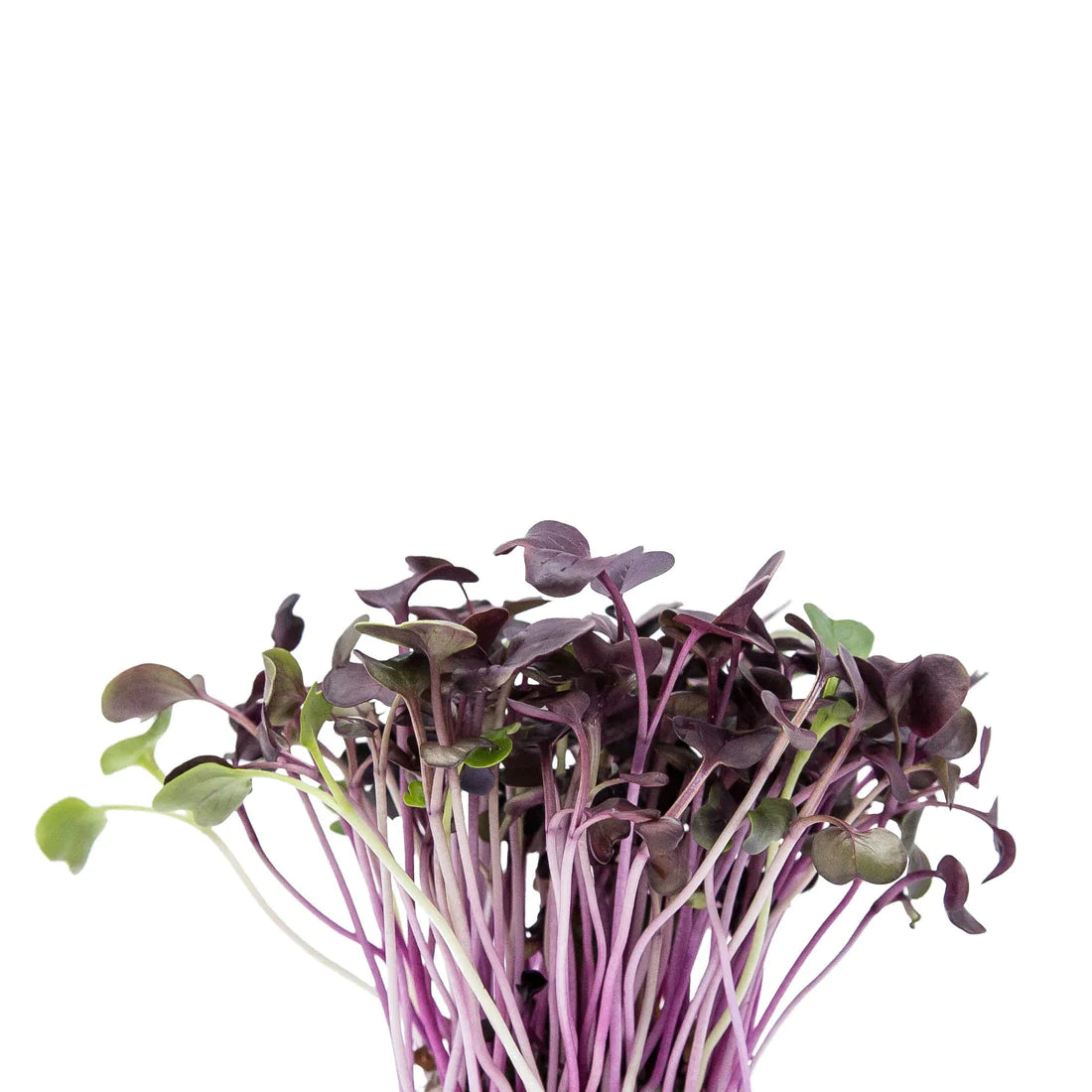 Brote de rábano morado domo 50 g
