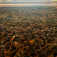Orégano de Monte seco 500g
