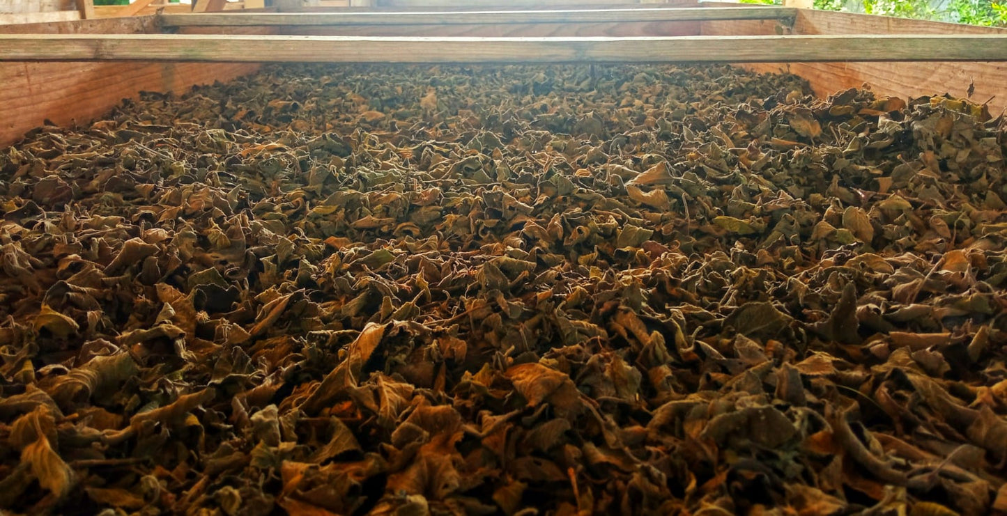 Orégano de Monte seco 500g