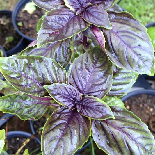 Albahaca Morada Fresca 500 g