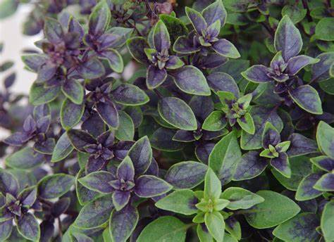 Albahaca Morada Fresca 50 g