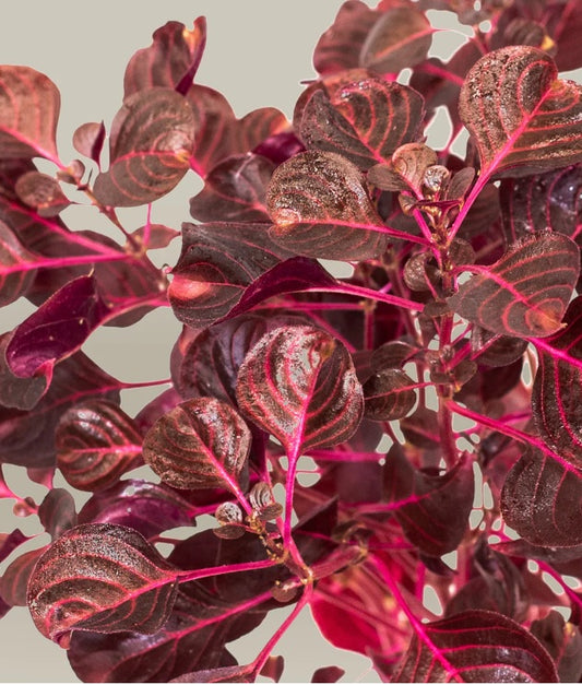 Hoja baby amaranto rubi (2-5cm) (50 g)