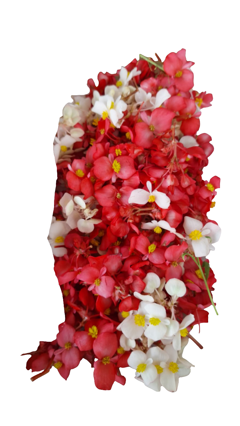 Flor de begonia domo 100 pzas