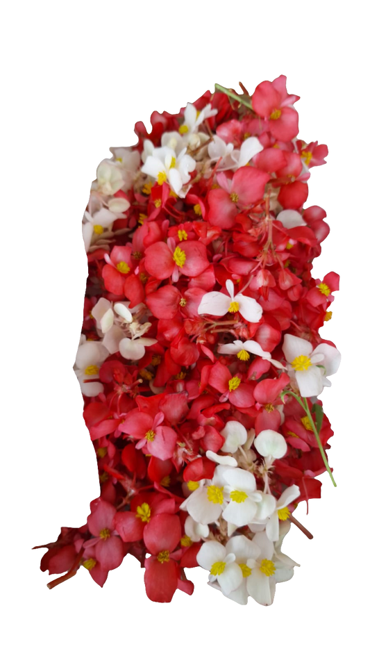 Flor de begonia domo 25 pzas