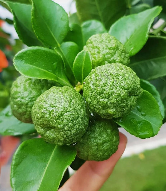 Lima  Kaffir o bergamota Kg