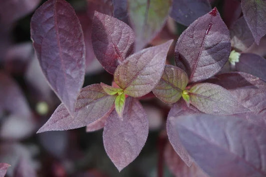 Hoja baby amaranto (2-5cm) 1 pieza