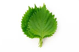 Hoja de Shiso verde baby domo 10 piezas