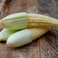 Elote baby Fresco o Xilote  paq 5 Kg