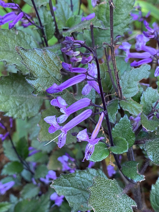 Flor de Monalisa pieza