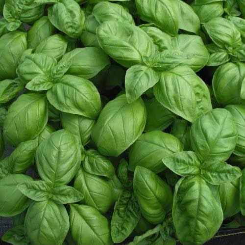 Albahaca Genovesa Fresca  500 g