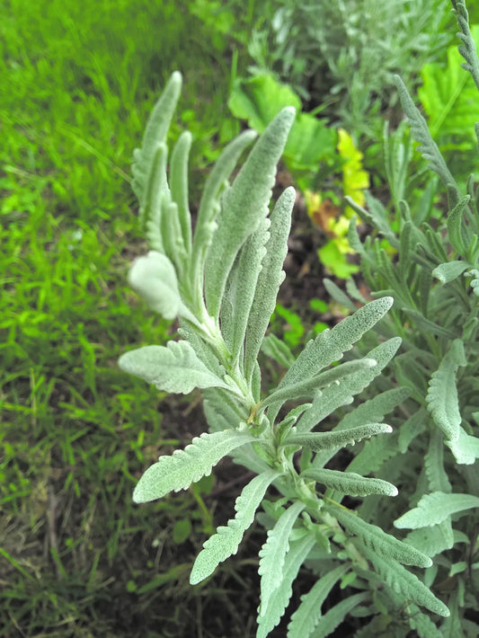 Hoja de lavanda domo 100 g