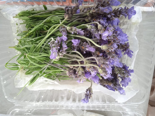 Flor de Lavanda Domo (10 piezas )