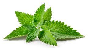 Menta 50g