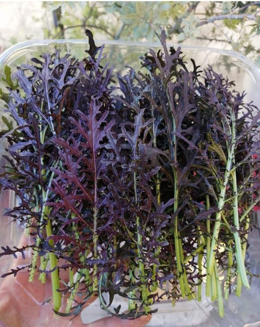 Mizuna morada hoja pequeña (8-12cm) domo 500 g