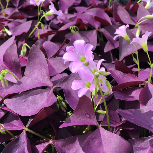Oxalis trébol Morado Domo 5g