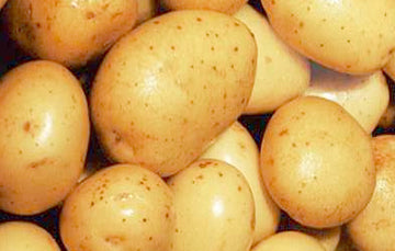 Papa Kg