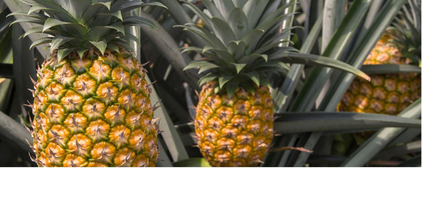 Piña miel x pieza – Herencia Verde