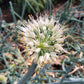 Flor de cebolla o cebollín ramillete domo